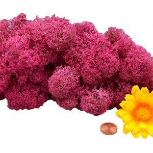 Muwse Islandmoos Veilchen Pink 25 g Maßstab Spur G Modellbau
